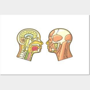 Human Head Anatomy Diagram Posters and Art